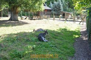 Wallaby de Bennett 