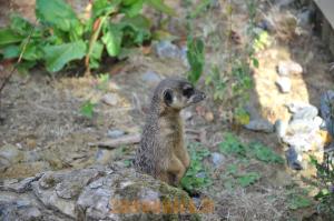 Suricate