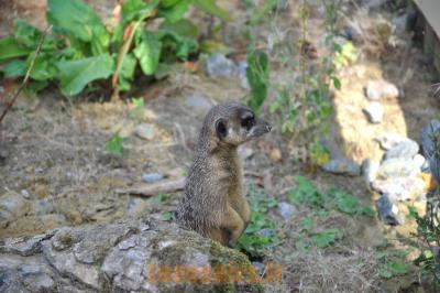 Suricate