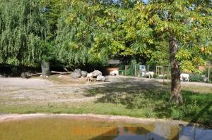 Addax - Autruche