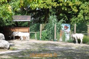 Addax - Autruche