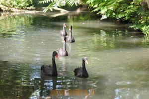 Cygne noir