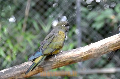 Perruche de Patagonie