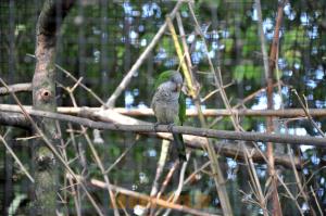 Perruche souris