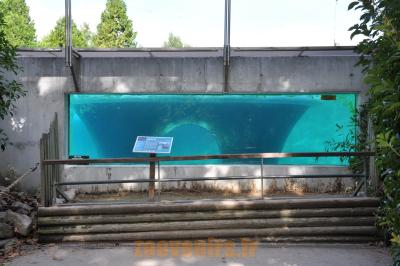 Otarie de Californie