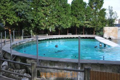 Otarie de Californie