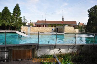 Otarie de Californie