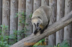 Coati roux