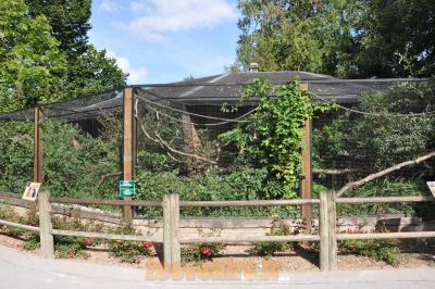 Tamarin de Goeldi -Tamarin empereur - Tamarin pinché