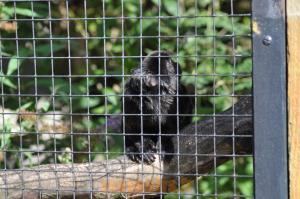 Tamarin de Goeldi