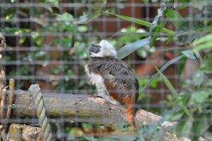 Tamarin pinché