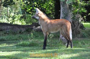 Loup à crinière