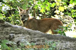 Loup à crinière