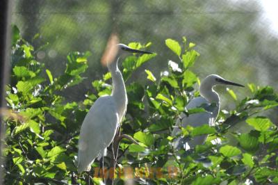 Aigrette