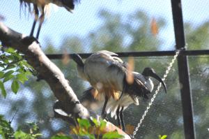 Ibis sacré