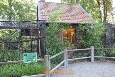 Saimiri - Ouistiti à toupets blancs