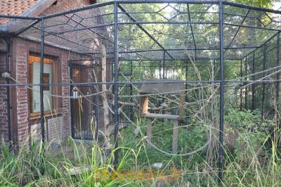 Ouistiti à toupets blancs