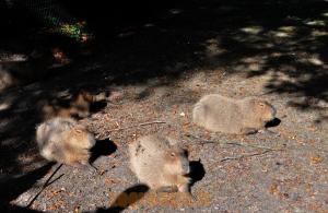 Capybara