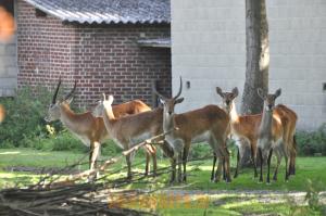 Cobe de Lechwe 