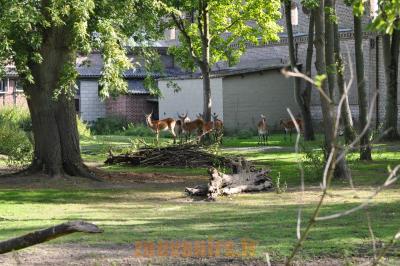 Cobe de Lechwe - Pélican blanc