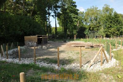 Sanglier des Visayas 