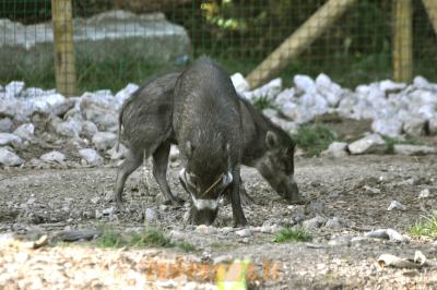 Sanglier des Visayas