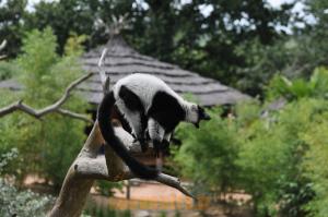 Maki vari noir et blanc