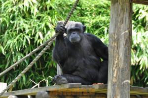 Chimpanzé