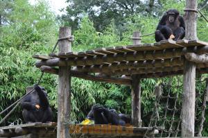 Chimpanzé