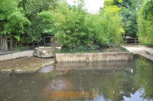 Hippopotame amphibie