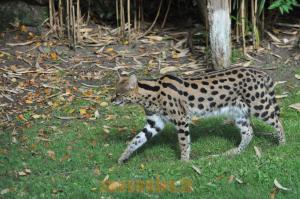Serval