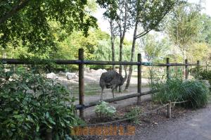 Addax - Autruche