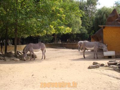Zébre de Grevy - 2010
