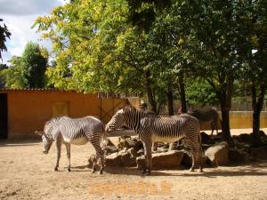 Zébre de Grevy