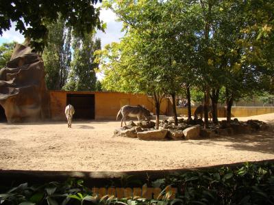 Zébre de Grevy - 2010