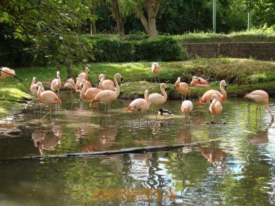 Flamant du Chili - 2010
