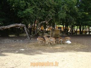 Antilope Cervicapre