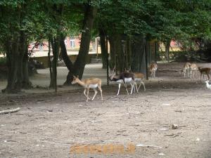 Antilope Cervicapre