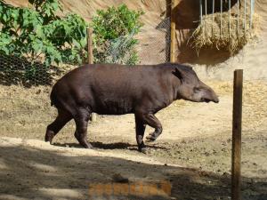 Tapir terrestre