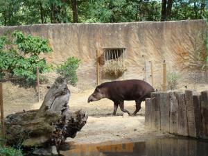 Tapir terrestre