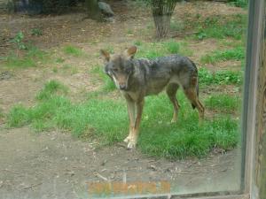 Loup d'Europe