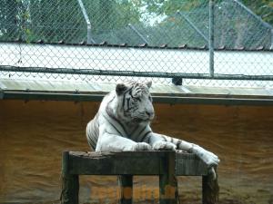 Tigre blanc
