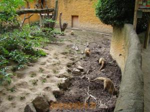 Coati roux