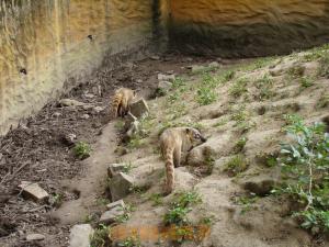 Coati roux