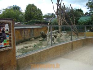 Ours malais