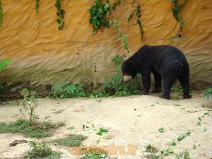 Ours malais