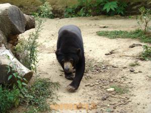 Ours malais
