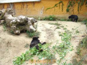 Ours malais
