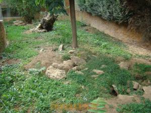 Suricate
