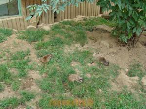 Suricate